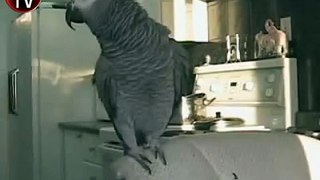 Beatbox yapan papağan