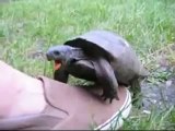 Horny Turtle making human noises