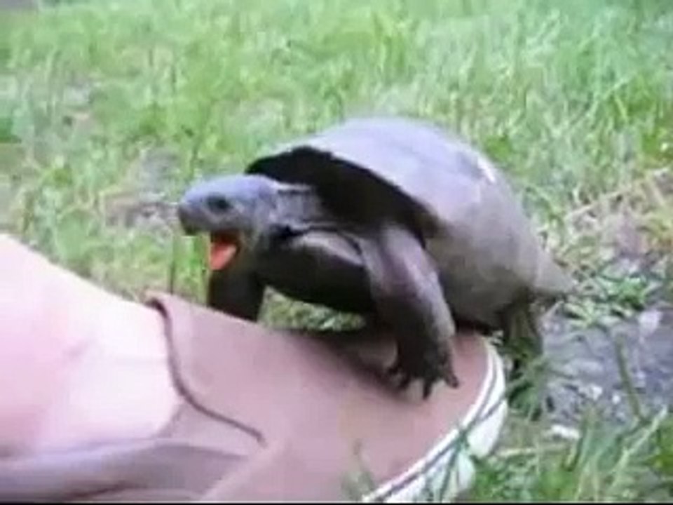 Horny Turtle making human noises