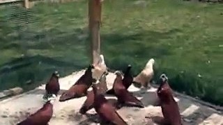 Iraqi Pigeons/Birmingham Rollers