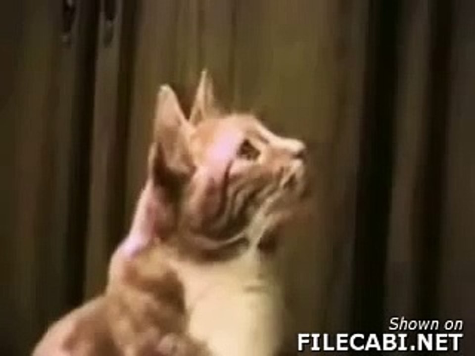 Talking cats
