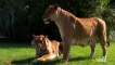 World S Weirdest - Lions, Tigers And Ligers!