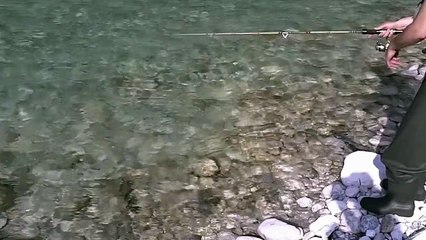 Pesca alla trota Marmorata in Friuli, Resia.  Trout fishing in Italian Alps.