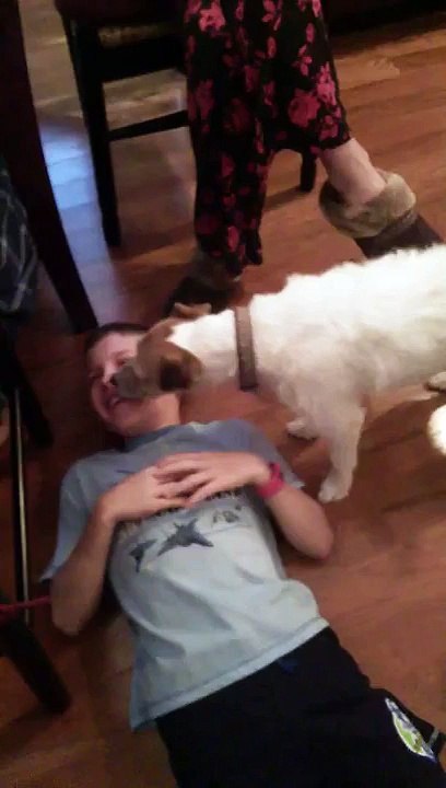 Funny Dog Licking Innocent Boy