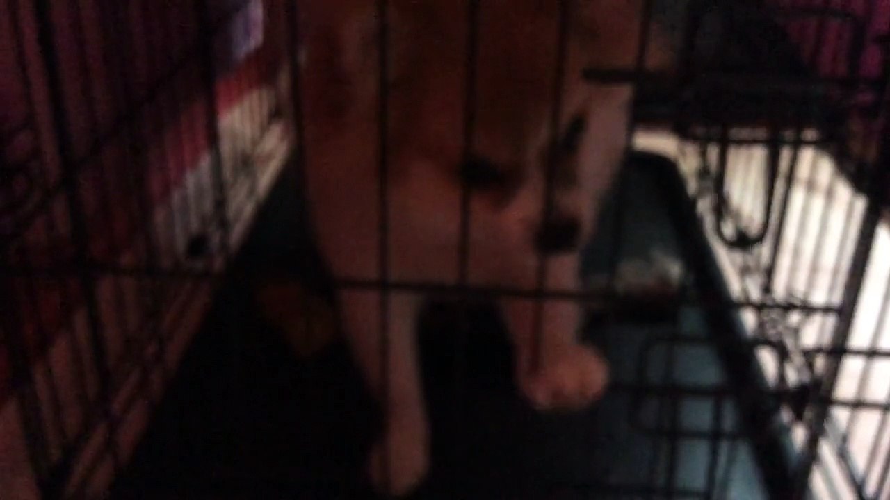 The cutest and annoying and funny dog I've ever seen