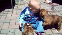 Funny babies annoying dogs Cute dog & baby compilation