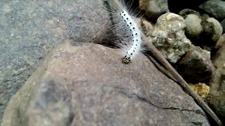Amazing Beautiful White Caterpillar Animal On Ground - Animal Planet - Nature Documentary HD