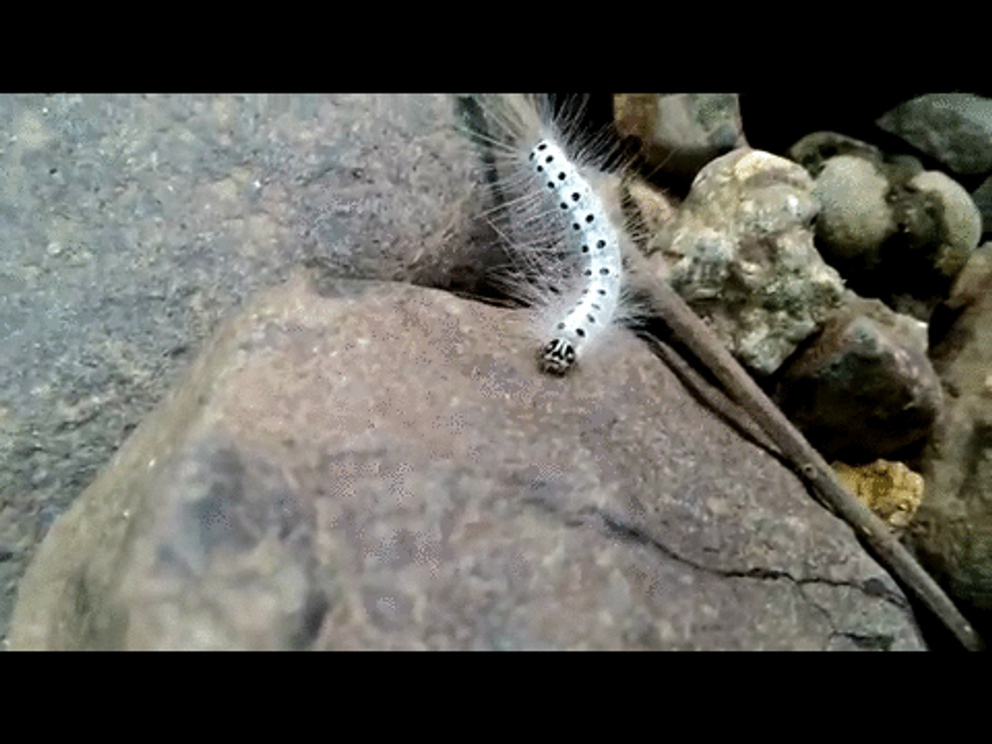 ⁣Amazing Beautiful White Caterpillar Animal On Ground - Animal Planet - Nature Documentary HD