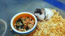 [Tony's] - Rose ♥ Tricolor campbell hamster giving birth
