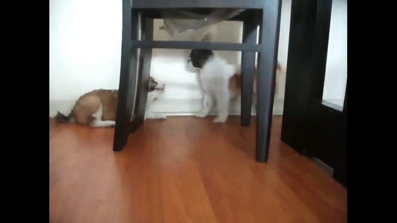 tender and funny dogs funny videos