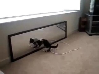 Very FunnyKitty mirror mirror HD