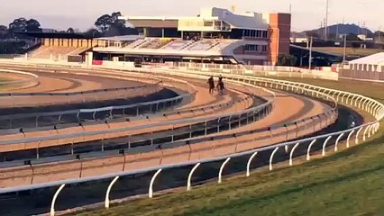 Horse walking Bailey Racing Aus