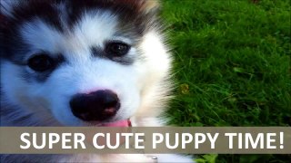 SUPER CUTE PUPPY TIME!