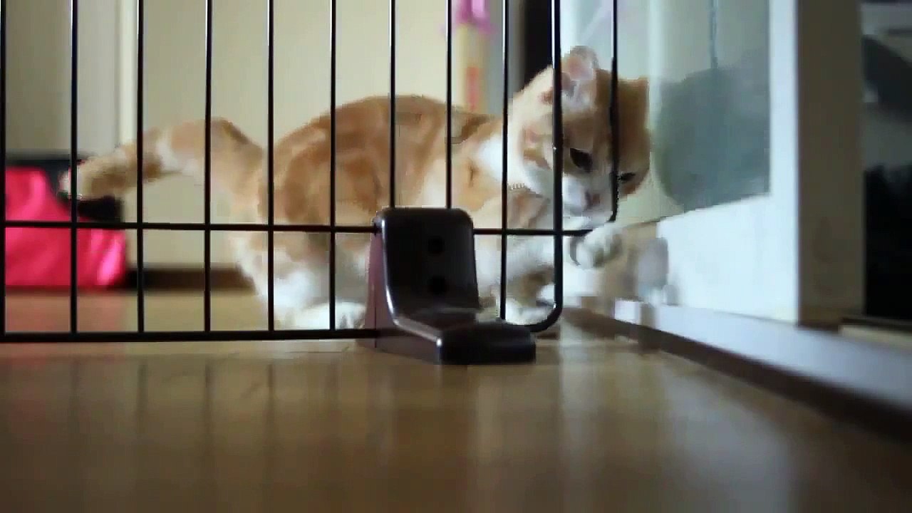 Super Gato Escapista!!