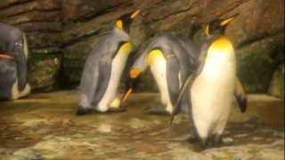 Blijdorp: Pinguins