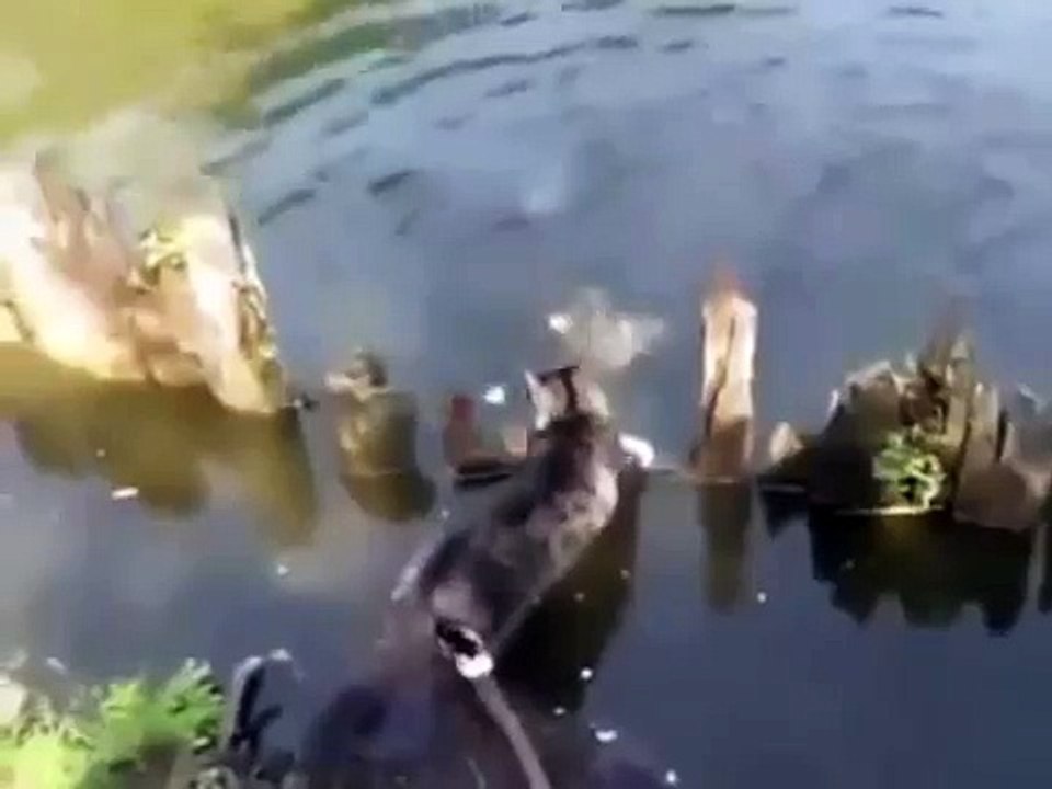 Кот на рыбалке у водоема