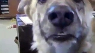 Talking Dog Upset with his Master Funny Dogs Channel