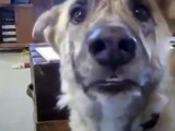 Talking Dog Upset with his Master Funny Dogs Channel