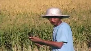 Cebu Experience: Harvesting Rice