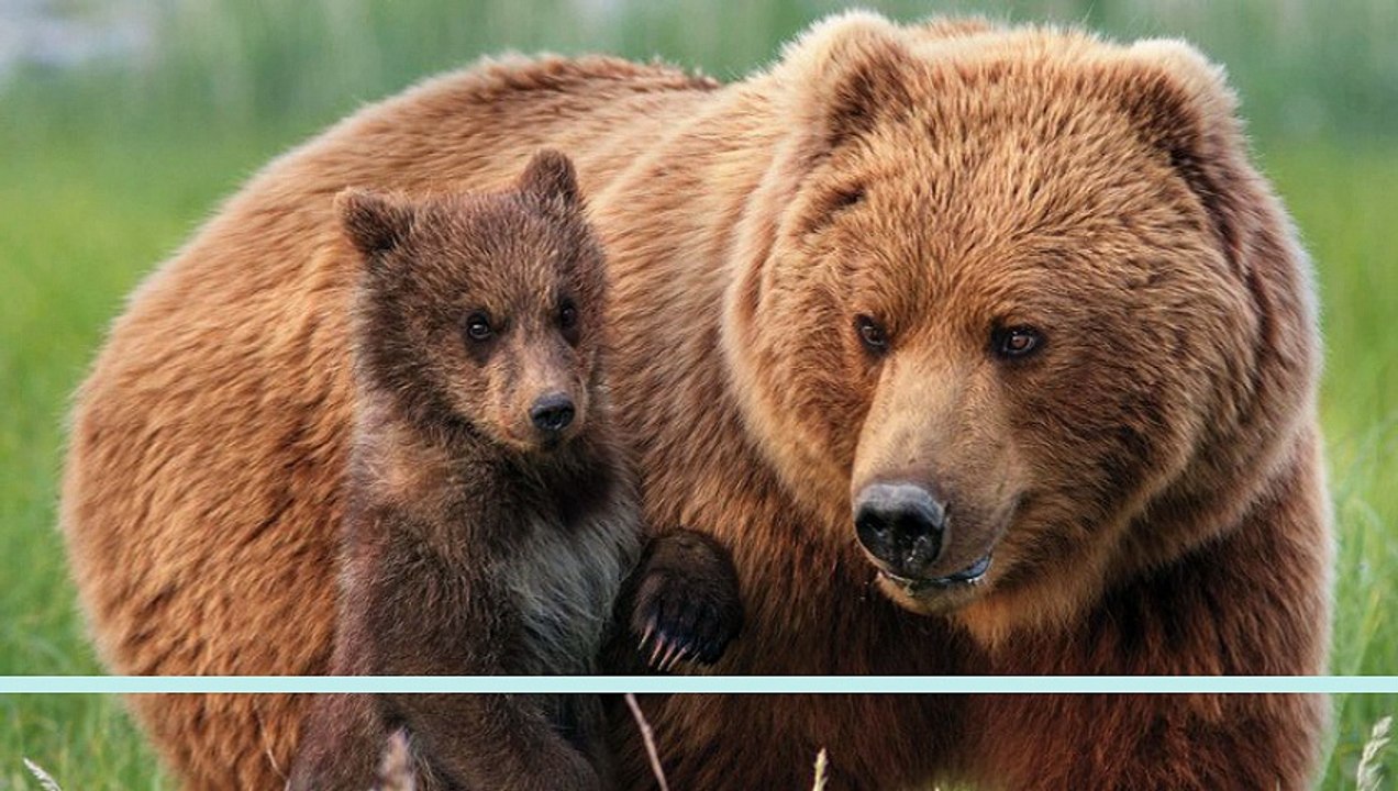 Bears  Full [HQ]  2014