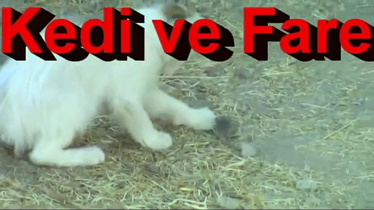 Kedi ve fare