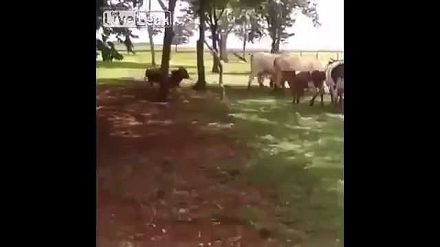 Goat Thug Life | Goat Vs Cow | Goat Knockout Cow