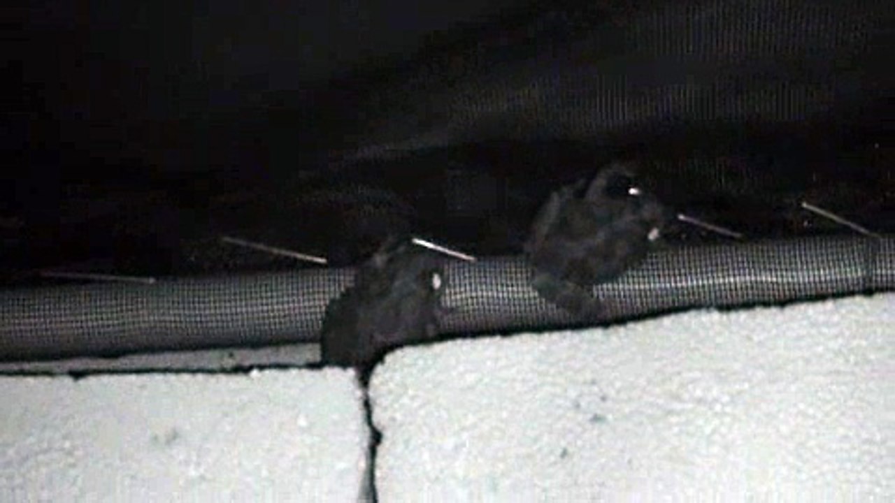 Gray Tree Frog Fighting II