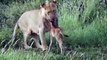 Lion saves calf- Lion protects prey and saves from another lion attack