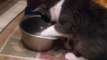 Cat drinking water with his paw!