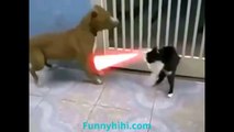 Funny Cat Videos Funny Cat and Dog Battle Between Cats and Dogs