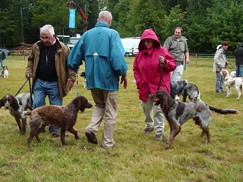 Carrouges des picards 2009;epagneuls picards