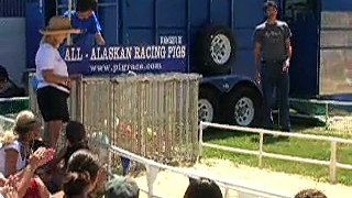 All Alaskan Pig Racing