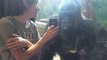 Peculiar reacción de un gorila al ver fotos de otros gorilas