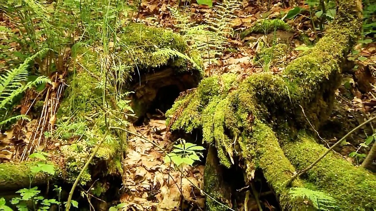 Green (shot on HMC151 / HMC150)