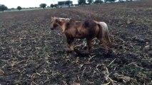 Muddy Buddy - My Horse Is Scare of Mud, Why? Horses Walking in Mud Dangers
