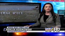 South Carolina : Thousands of Dead Fish wash ashore on Masonboro and Pawleys Island (Jan 16, 2013)