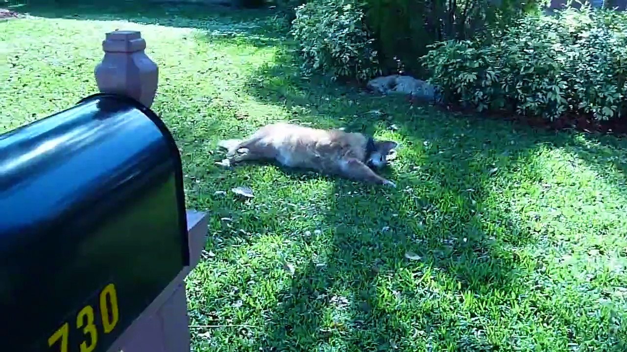 Brandy rolling in the grass