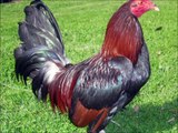 Gallos de Pelea -Black Scorpion Game Farm