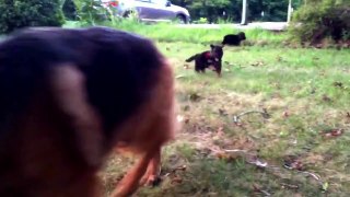 Skully's German Shepherds: 2nd outing for Hanna/ Crispin litter. Born Jul3rd! Having fun exploring!