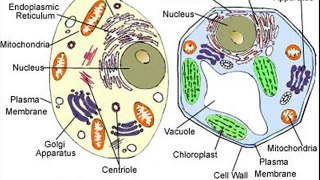 animal cell structure and function for kids