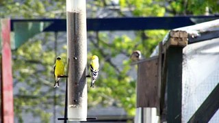 Goldfinches and a sparrow