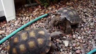 turtle fight part 1