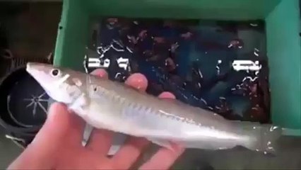 Crayfish eating fish