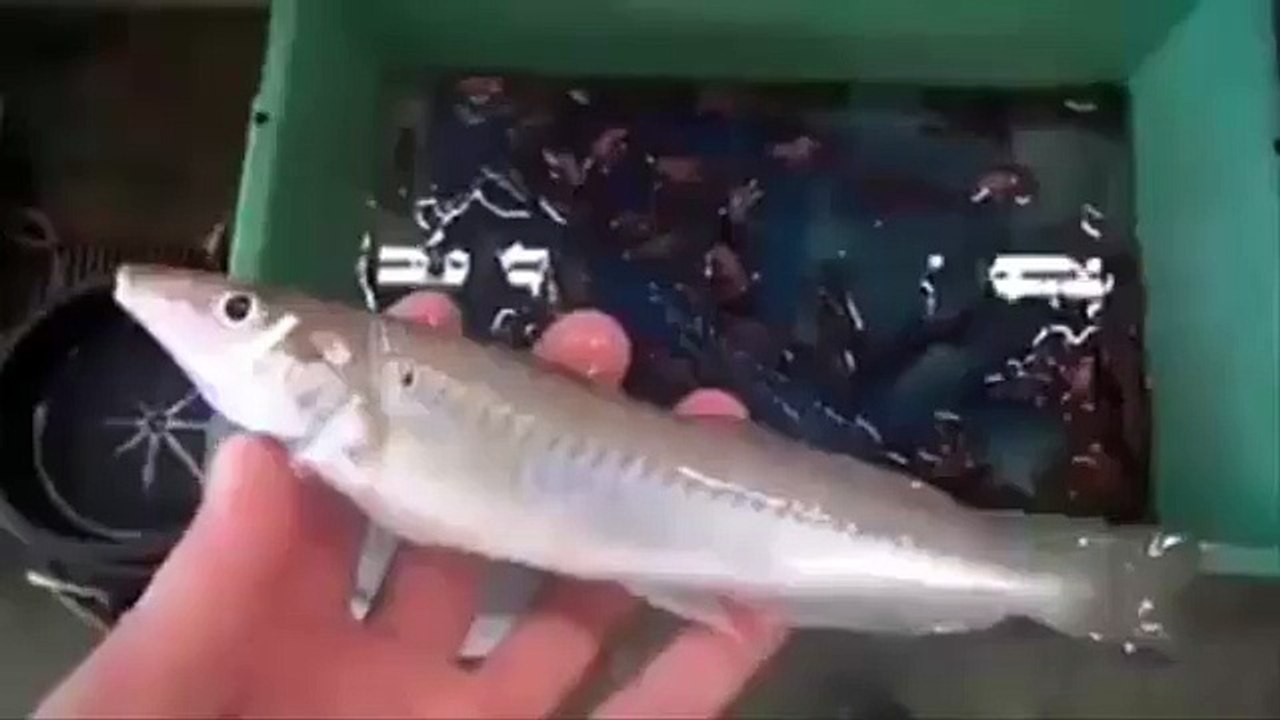 Crayfish eating fish