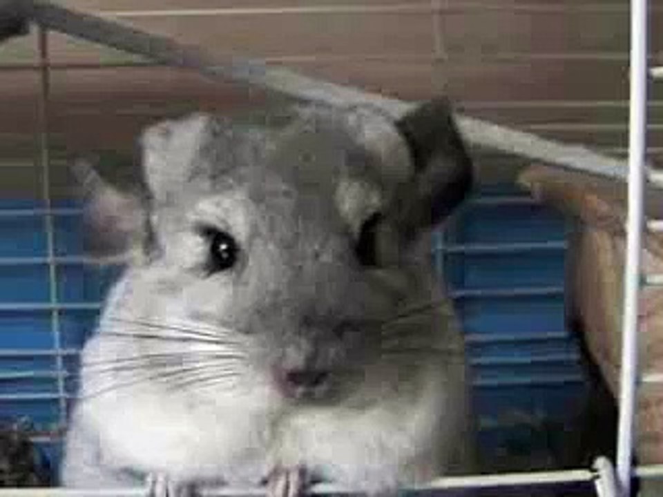Munchie the Chinchilla