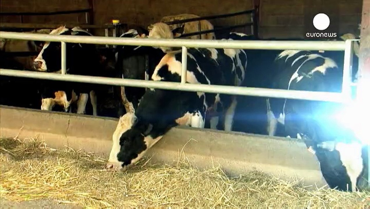 French farmers struggle amid slump in milk and meat prices