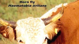 Control of Horn FLies and Stable flies in Beef Herds