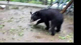 Black Bear in my Back Yard Gets Scared by Thunder