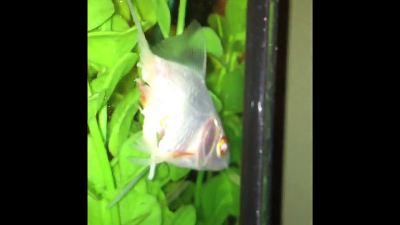 Crayfish eats goldfish alive