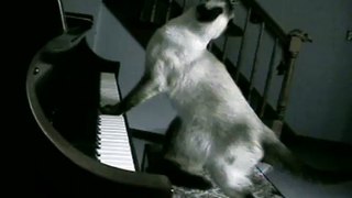 Cats Play Piano Miyu & Chai play Liszt